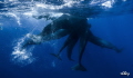   diver enters confidence...will they accept her confidencewill confidence will  